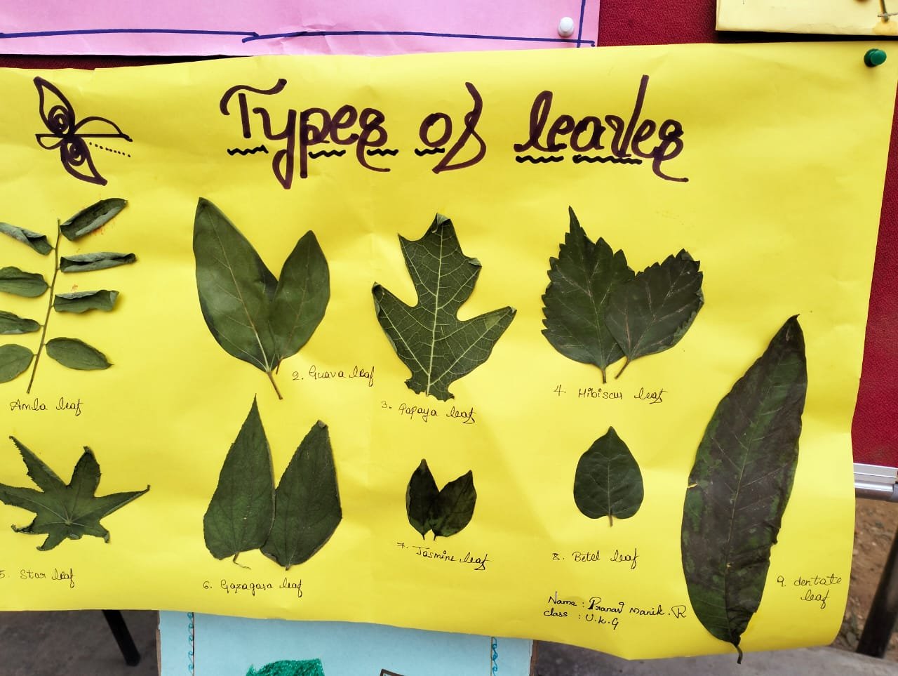 Read more about the article Leaf Day